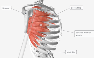 Push and Pull: Balancing Circus Shoulder Strength