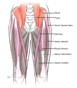 Muscle.that Goes Over Hip / Muscles Of The Month Hip Flexors Holidays