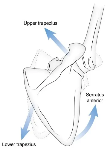 Scapular Motion Illustration of scapular upwards rotation
